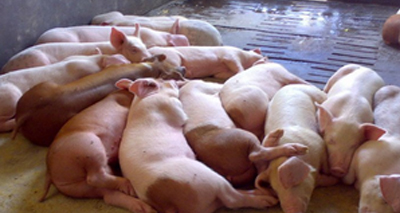 豬嚴(yán)重病毒性腹瀉蔓延采用多重?zé)晒釶CR快速診斷試劑盒有效嗎?